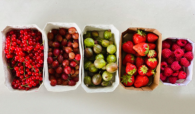 Roter Smoothie mit Vierfach-Beeren-Power – Konfetti Küche
